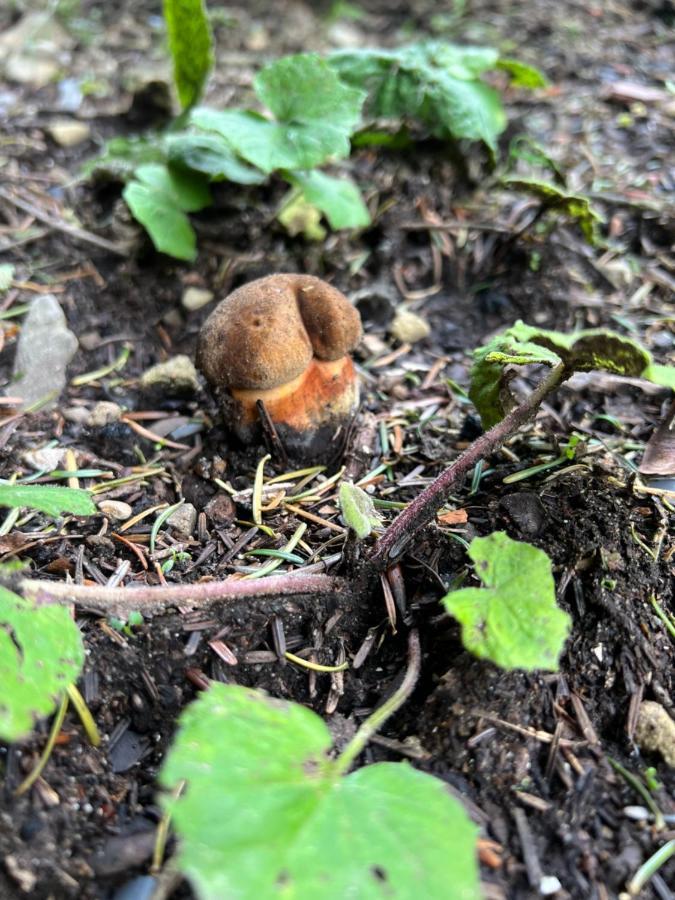 Chatka Pod Lysou Ostrawica Zewnętrze zdjęcie